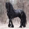 heba_ahmed